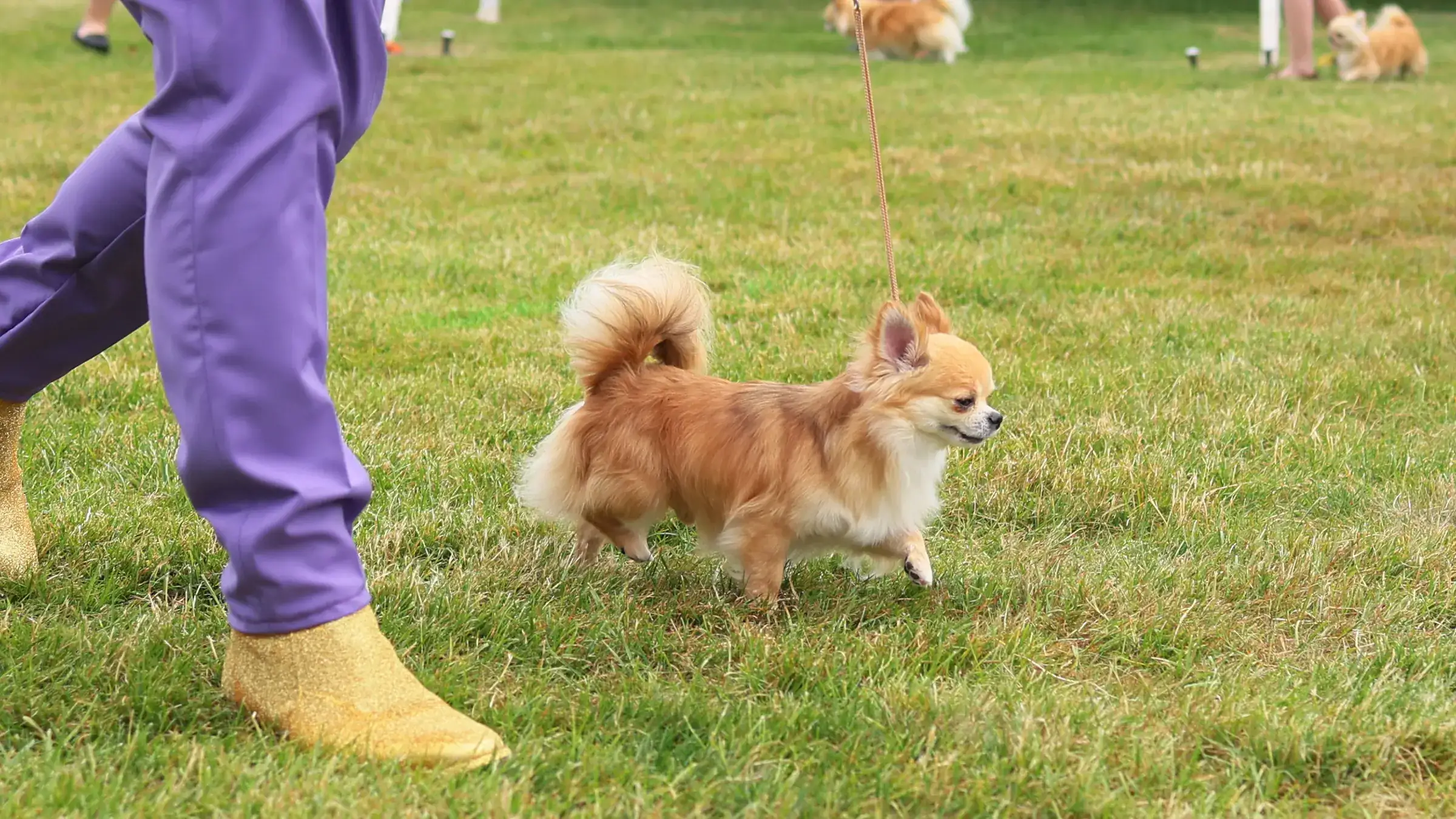 Confirmed: Chihuahuas Are the Best Trail Dogs