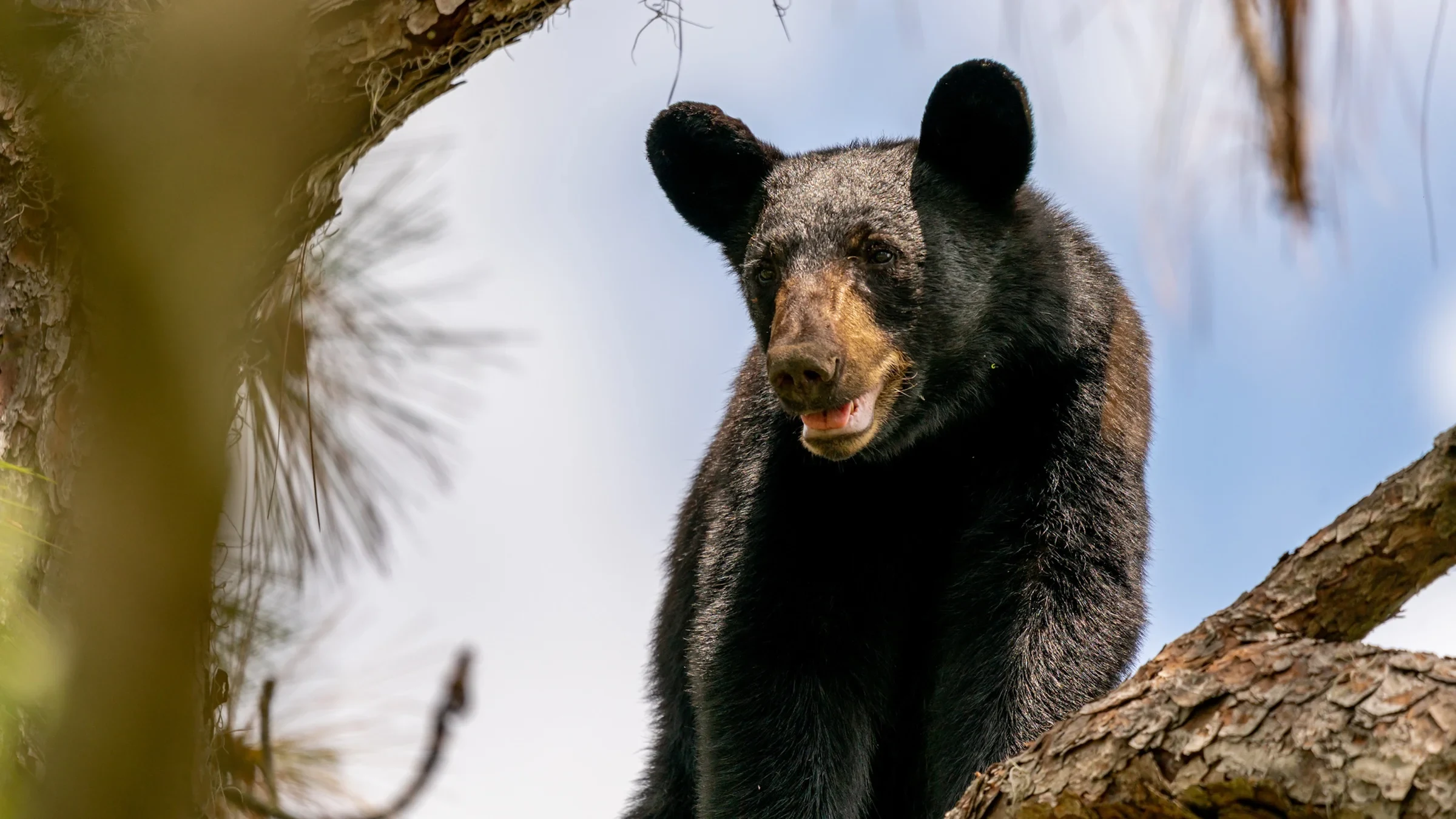 Florida Plans to Bring Back Bear Hunting. Critics Say It’s a Disaster Waiting to Happen.