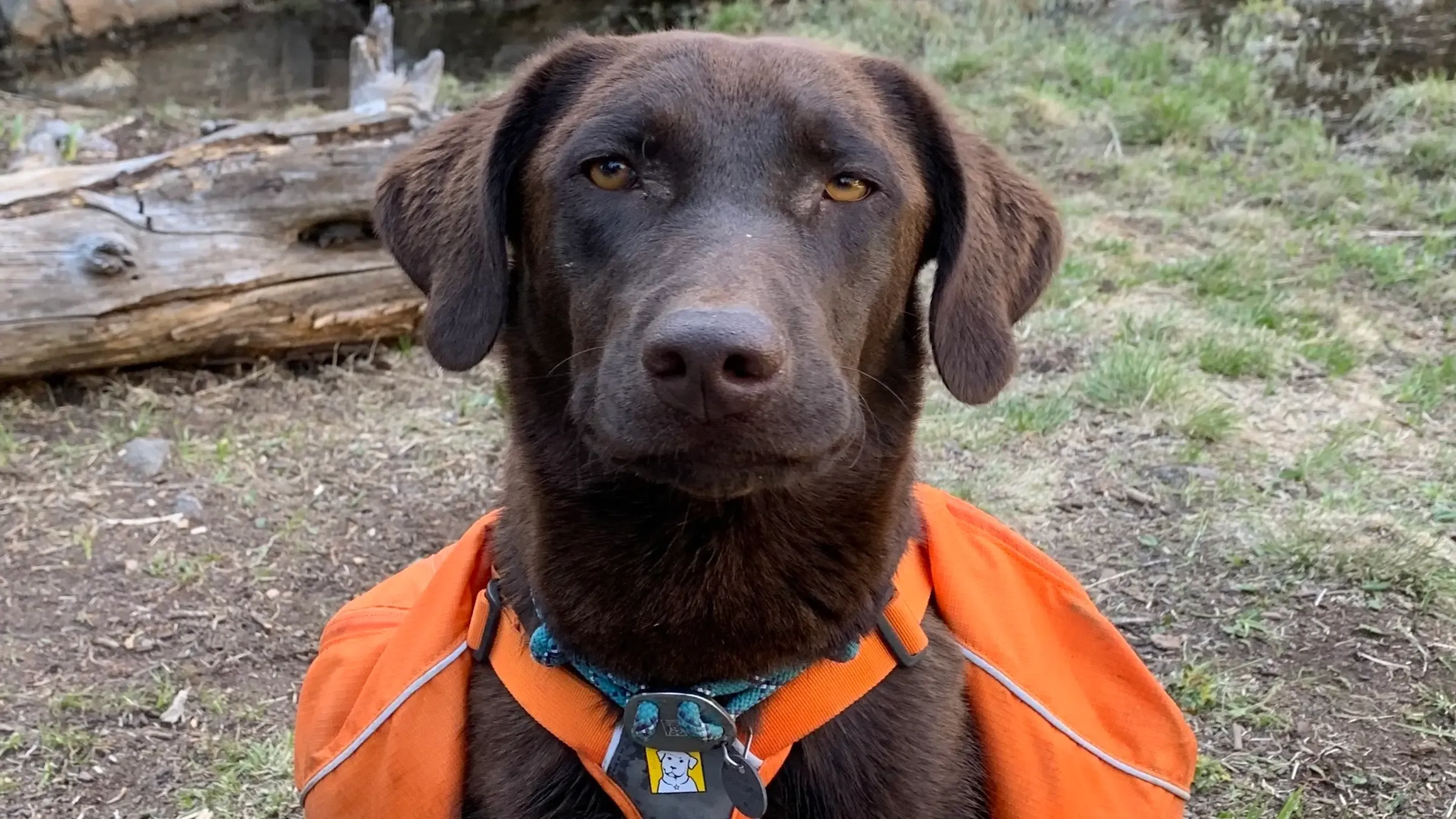 From Backcountry Splitboarding to a Wedding Proposal, These Are Our Favorite Outdoor Adventures with Our Very Good Dogs
